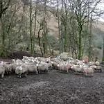 Newlands Fell Semesterbostad Keswick (Cumbria)